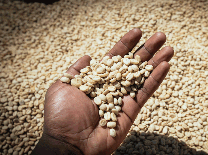 Guji Farm